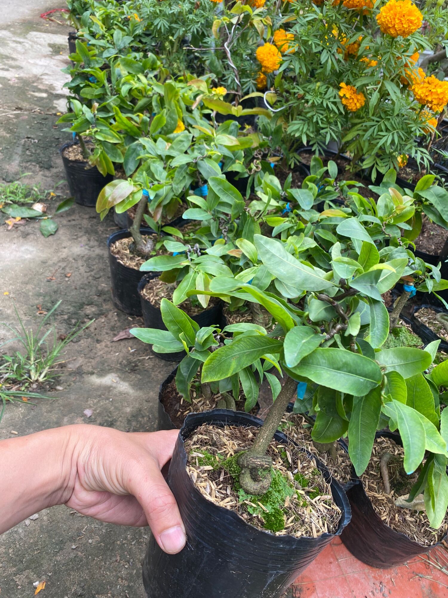 Combo 1 mai trắng , 1 mai tự quắn