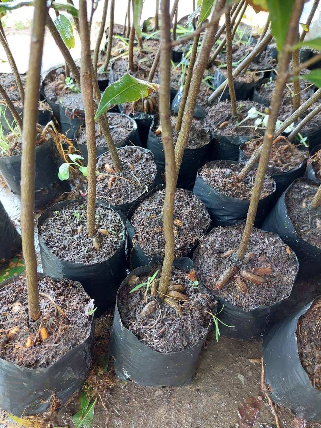 Mai Bí quấn rễ chuẩn 4_5 múi