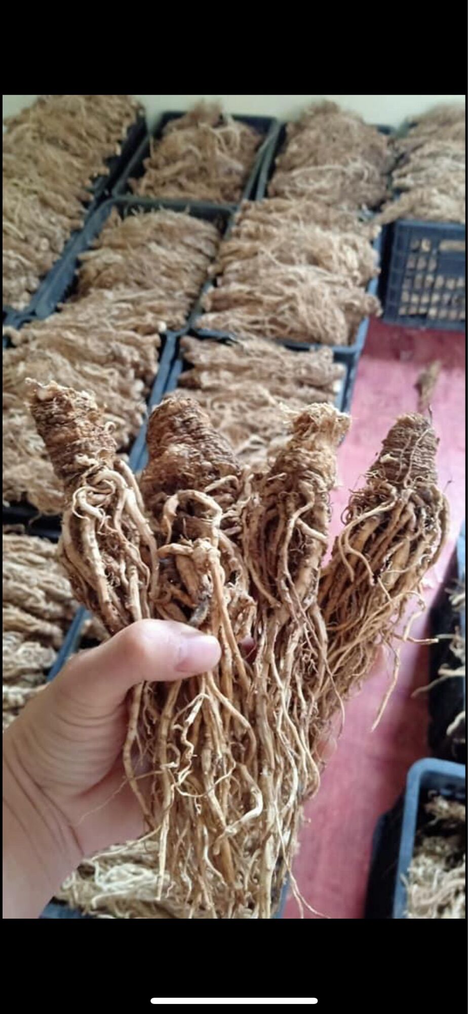 Sâm đương quy khô 250k/kg