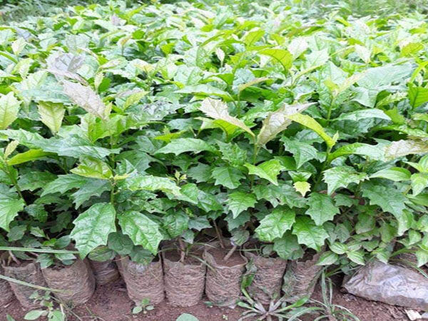 Combo 5 cây giống xạ đen lh 0355276899