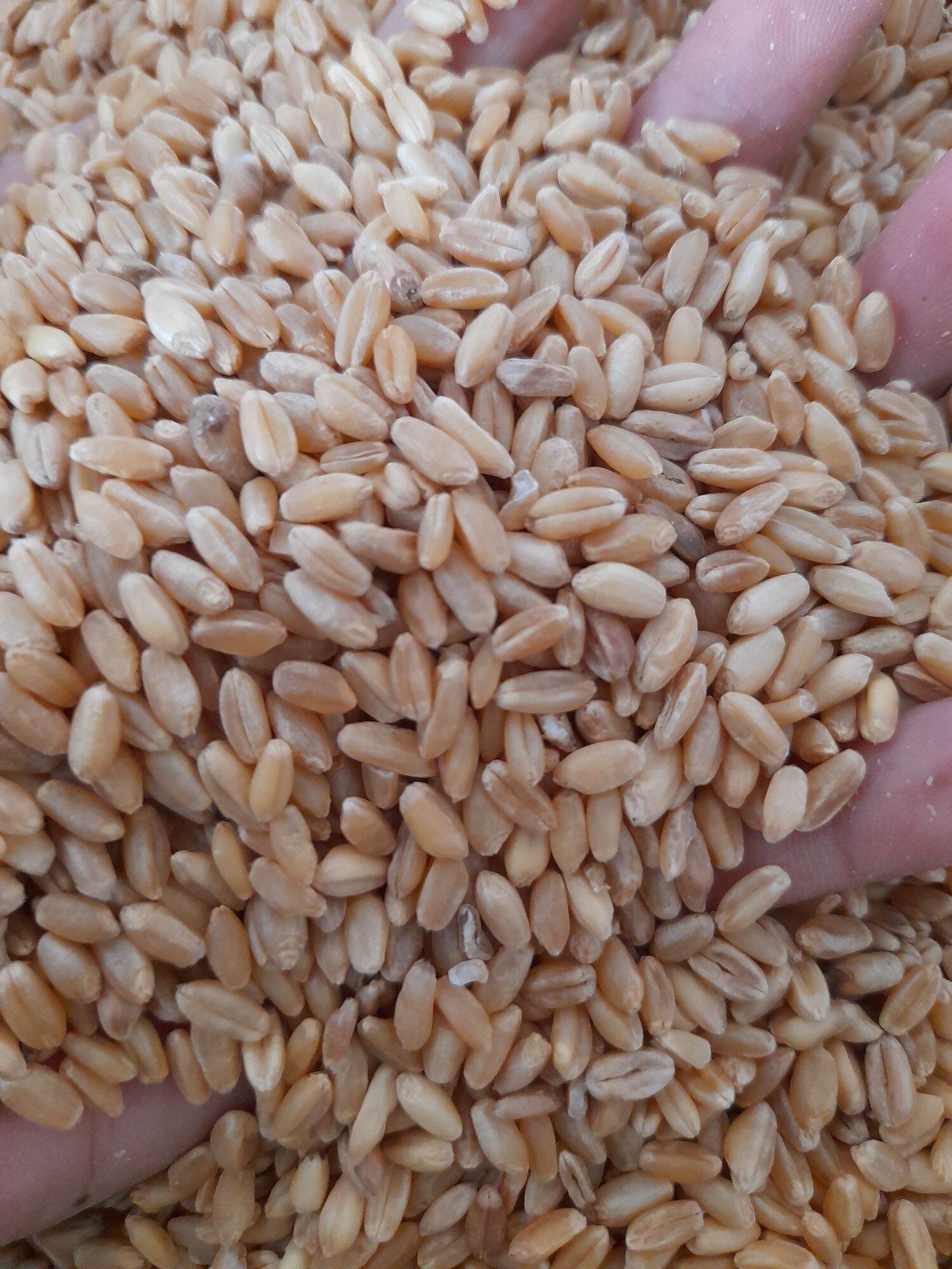 Lúa mì cho chim gà 5kg