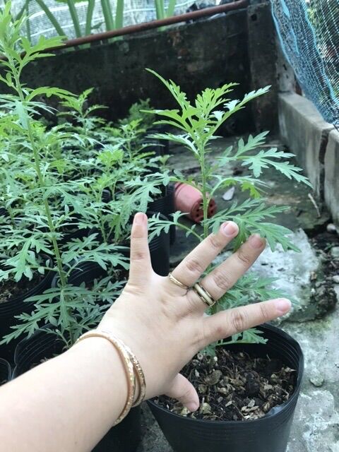 Cây ngãi cứu bầu vô bọc đen 2 cây