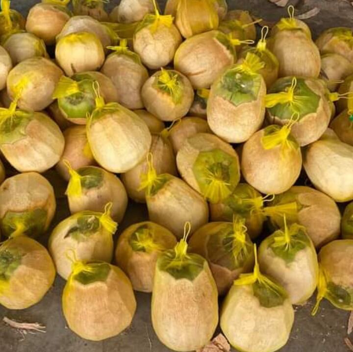 Dừa sáp/ dừa đặc ruột/dừa kem/makapuno loại sệt dẻo lỏng