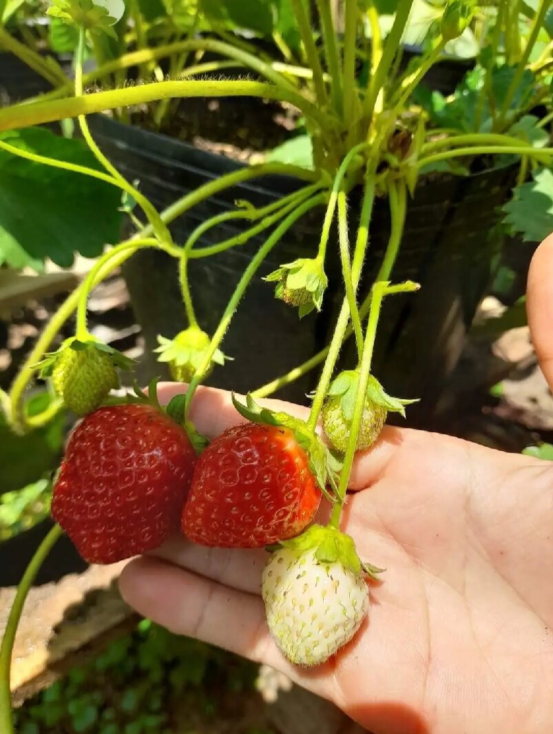 Combo 10 cây dâu mô vỉ Hàn Gousle