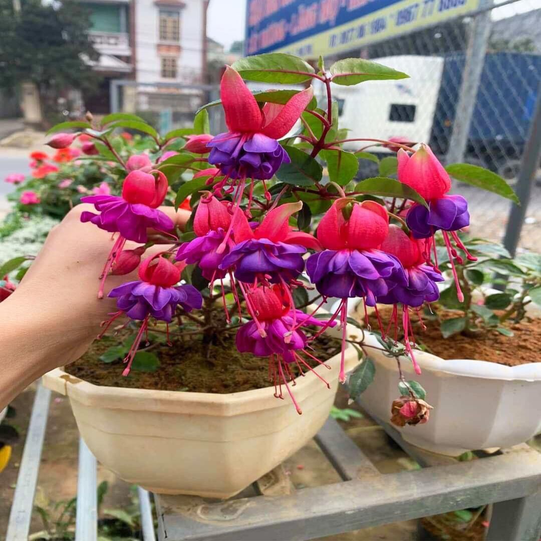 Cây giống hoa Vân anh(1caay)