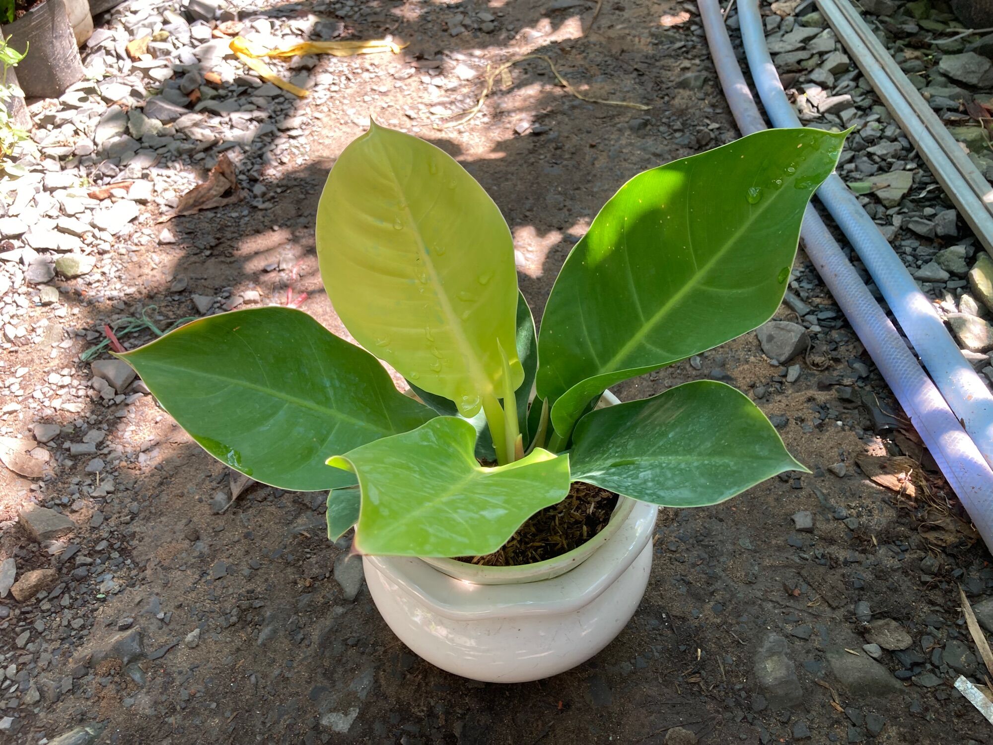 Đế vương vàng