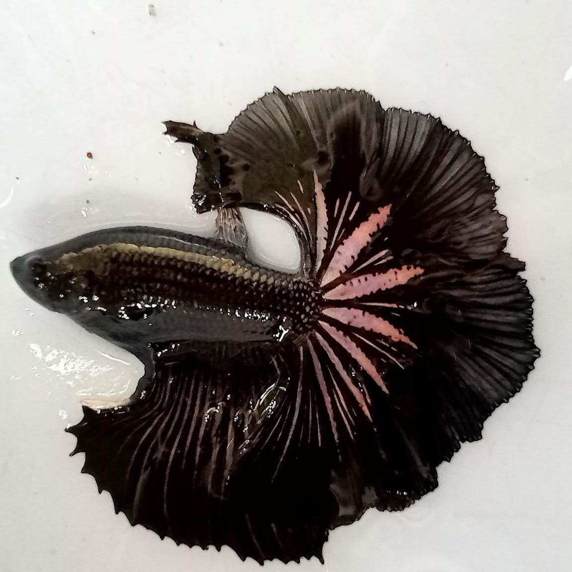 Betta Halfmoon trống đẹp làm giống