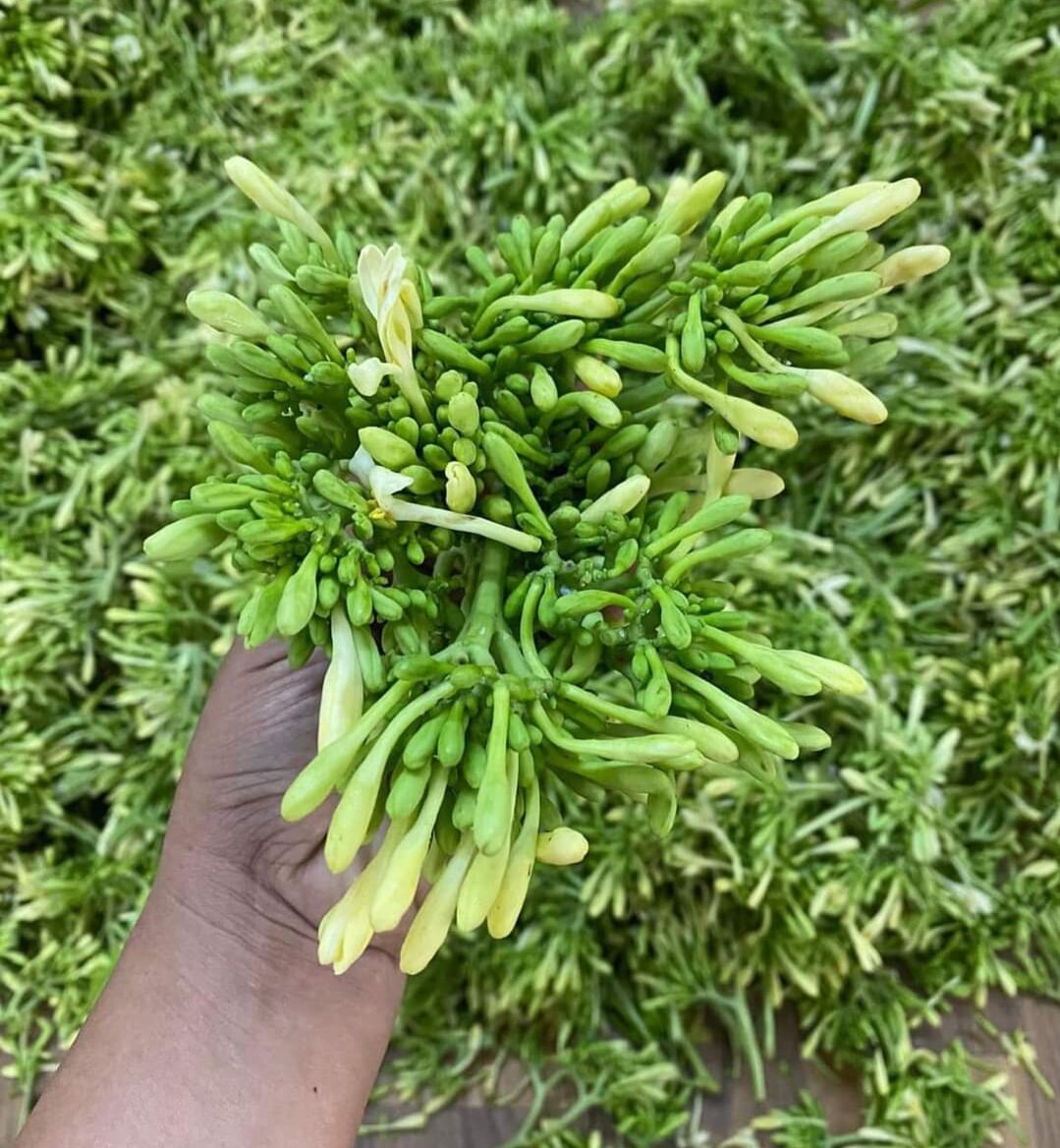 Hoa đu đủ đực tươi ngâm mật ong hộp 1,2kg
