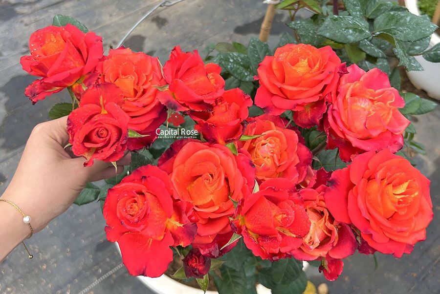 Hoa hồng Rossie Rose – Màu cam lửa siêu chùm bền đẹp