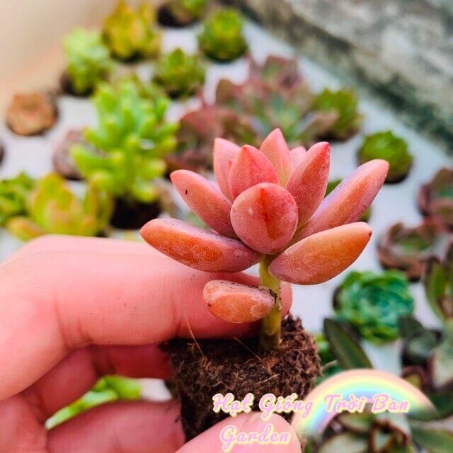 Sen Đá ĐÁ NÂU 💗 SIZE MINI 💖 SIÊU KHOẺ ĐẸP 💖 LỖI 1 ĐỔI 1