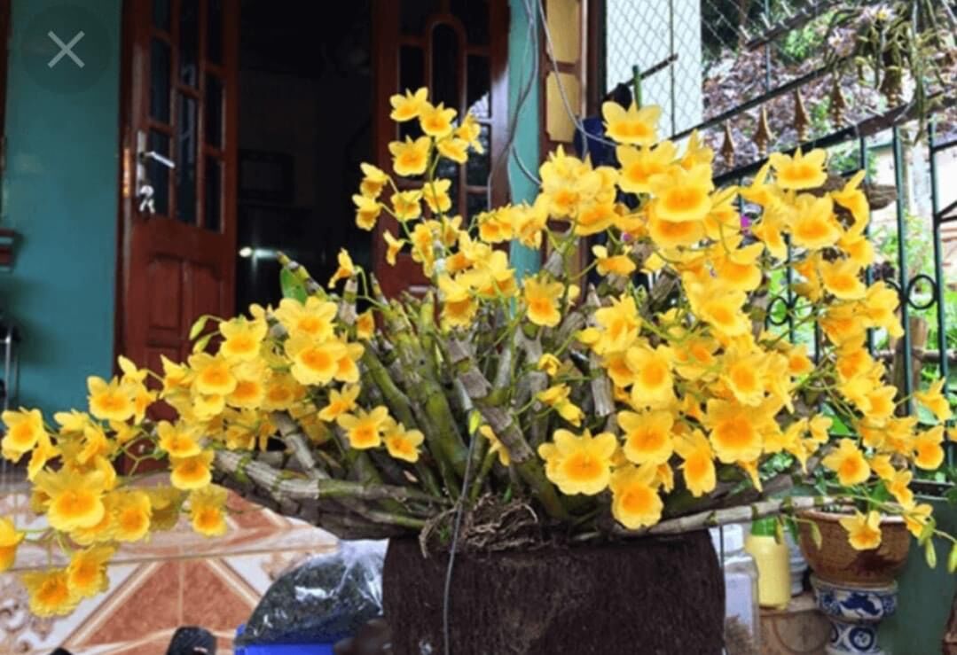 Hoa Lan kim điệp Xuân(1 bó)