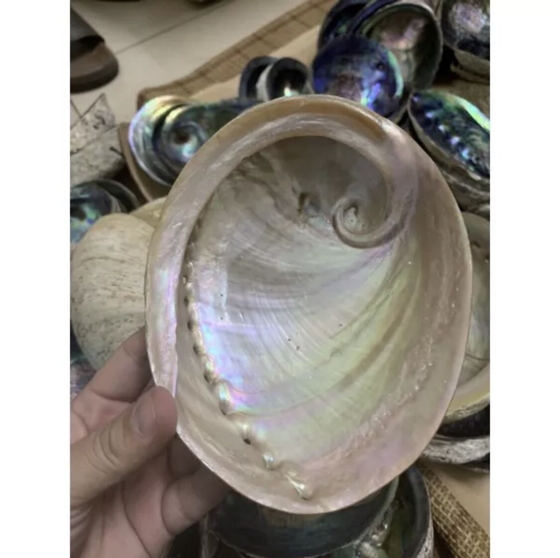 Đĩa ốc Xà Cừ- Đĩa đốt sage