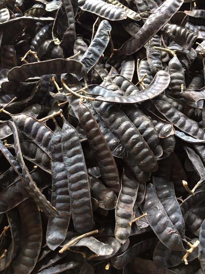 Bồ Kết Khô 500g [ hàng loại 1 ]