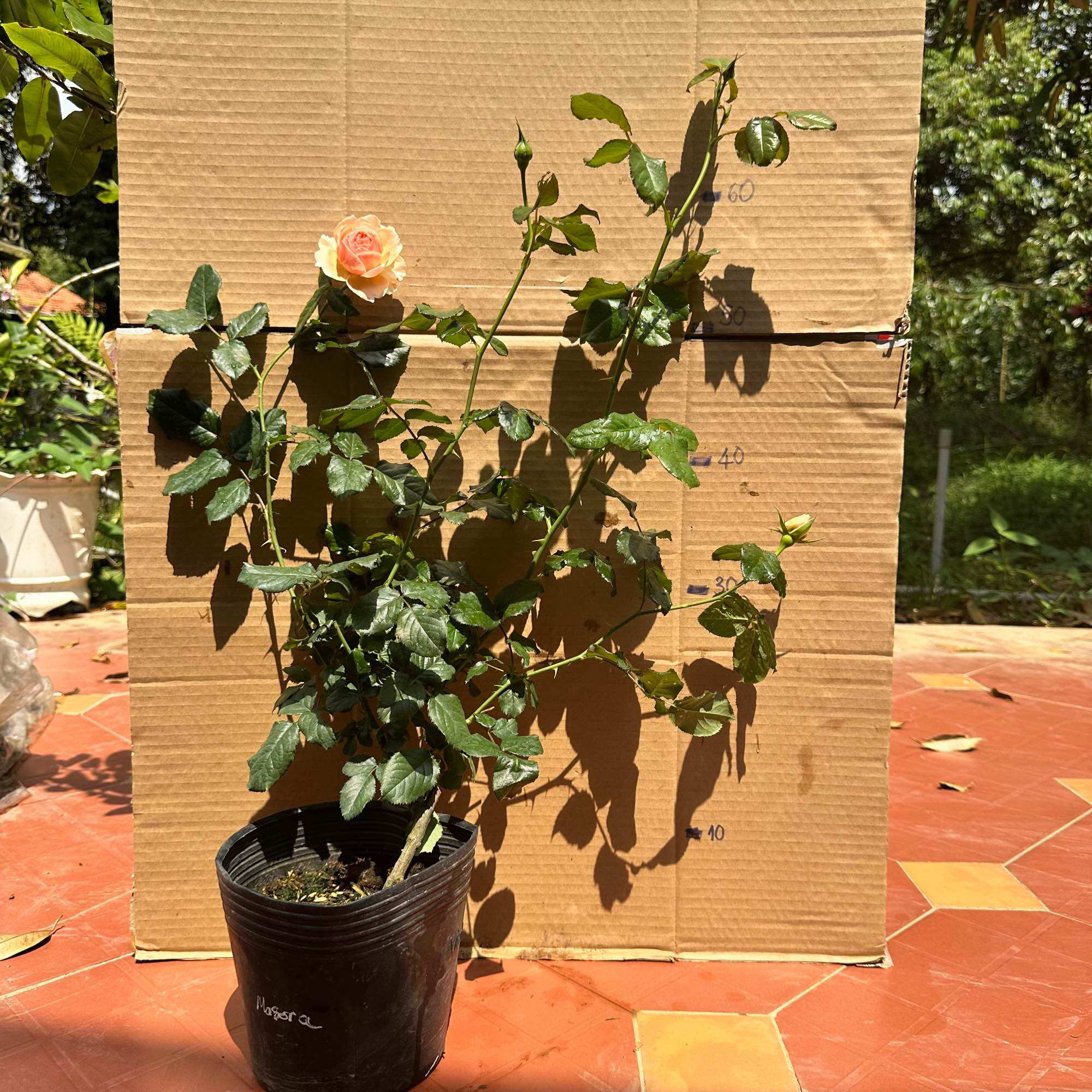Hoa hồng Masora Rose - hồng leo, hoa thơm