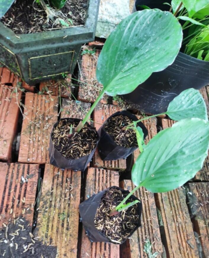 200g Gừng đen ĐỂ GIỐNG ( NGẢI ĐEN) MỌC MẦM CAO
