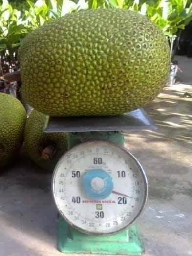 Cây giống mít lùn ruột đỏ siêu trái SIÊU SỚM (ảnh thật)