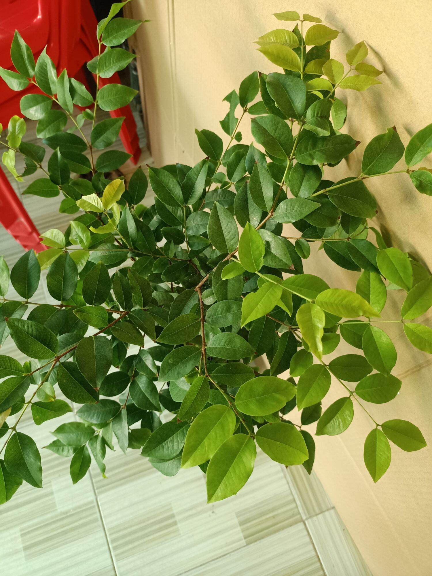 Nho thân gỗ tứ quý lá lớn