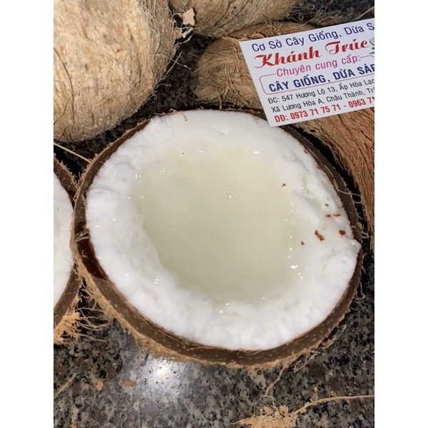 Dừa Sáp Trà Vinh ( Loại 2 )