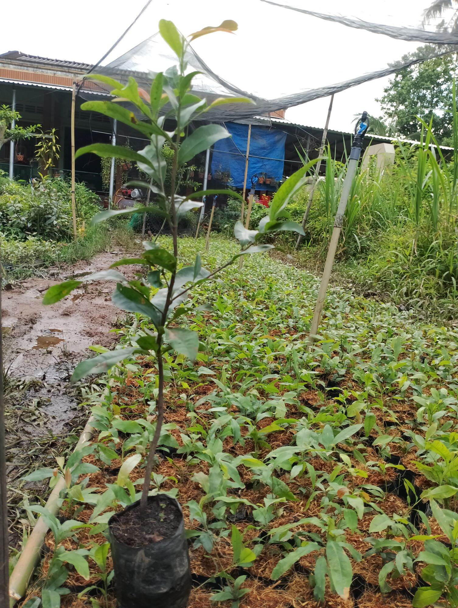 20 Cây mai con quấn rễ cao từ 40 đến 60 cm
