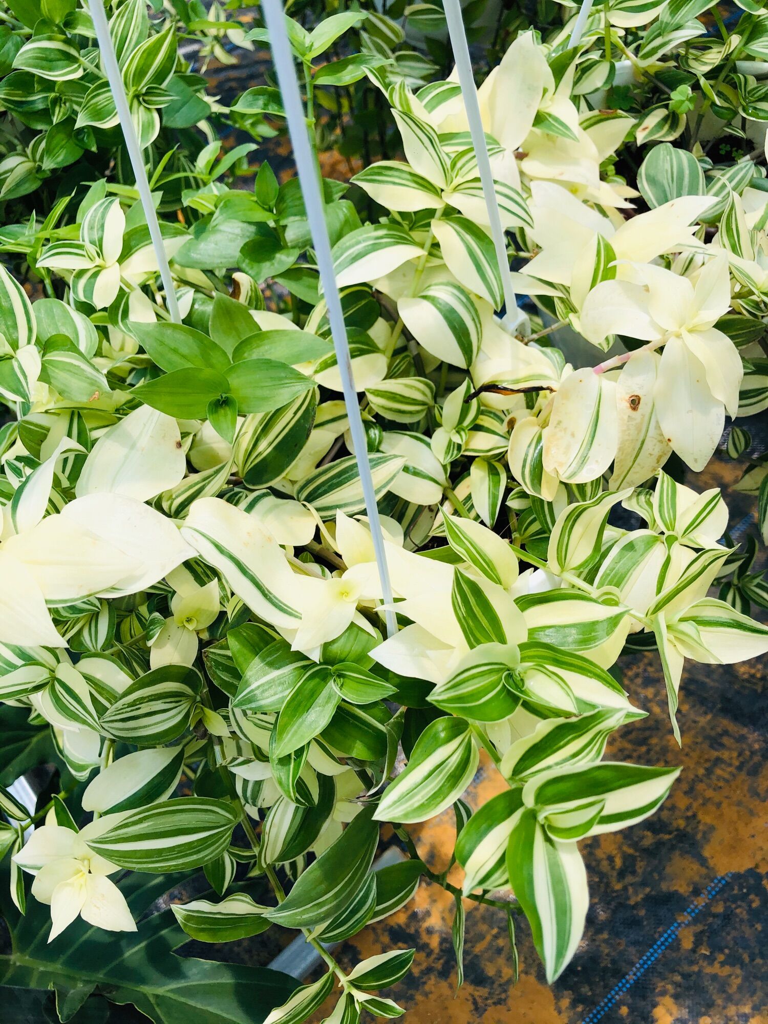 Chậu treo lớn thài lài var trắng