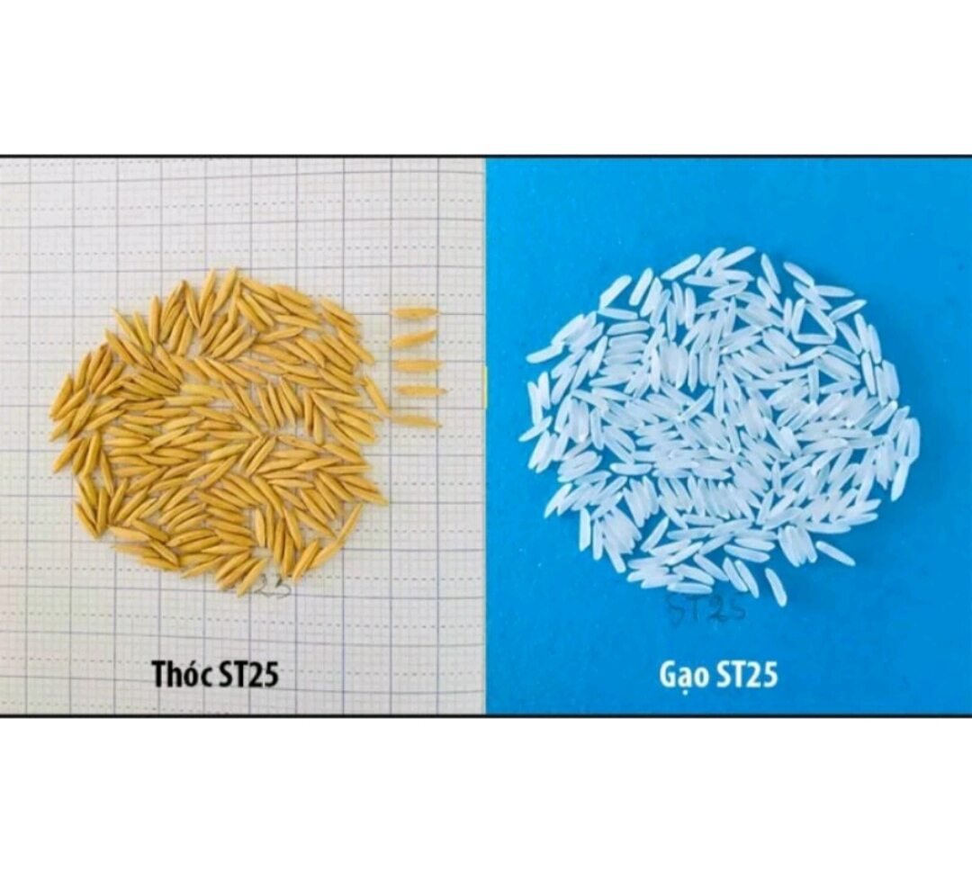 HCM túi 5kg gạo St25 lúa tôm đậm vị cơm,(Hoả TỐC)