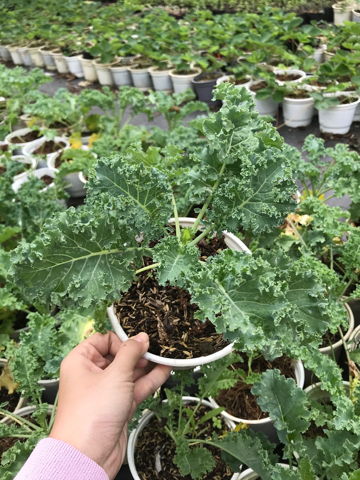 Cây giống cải Kale xanh size lớn