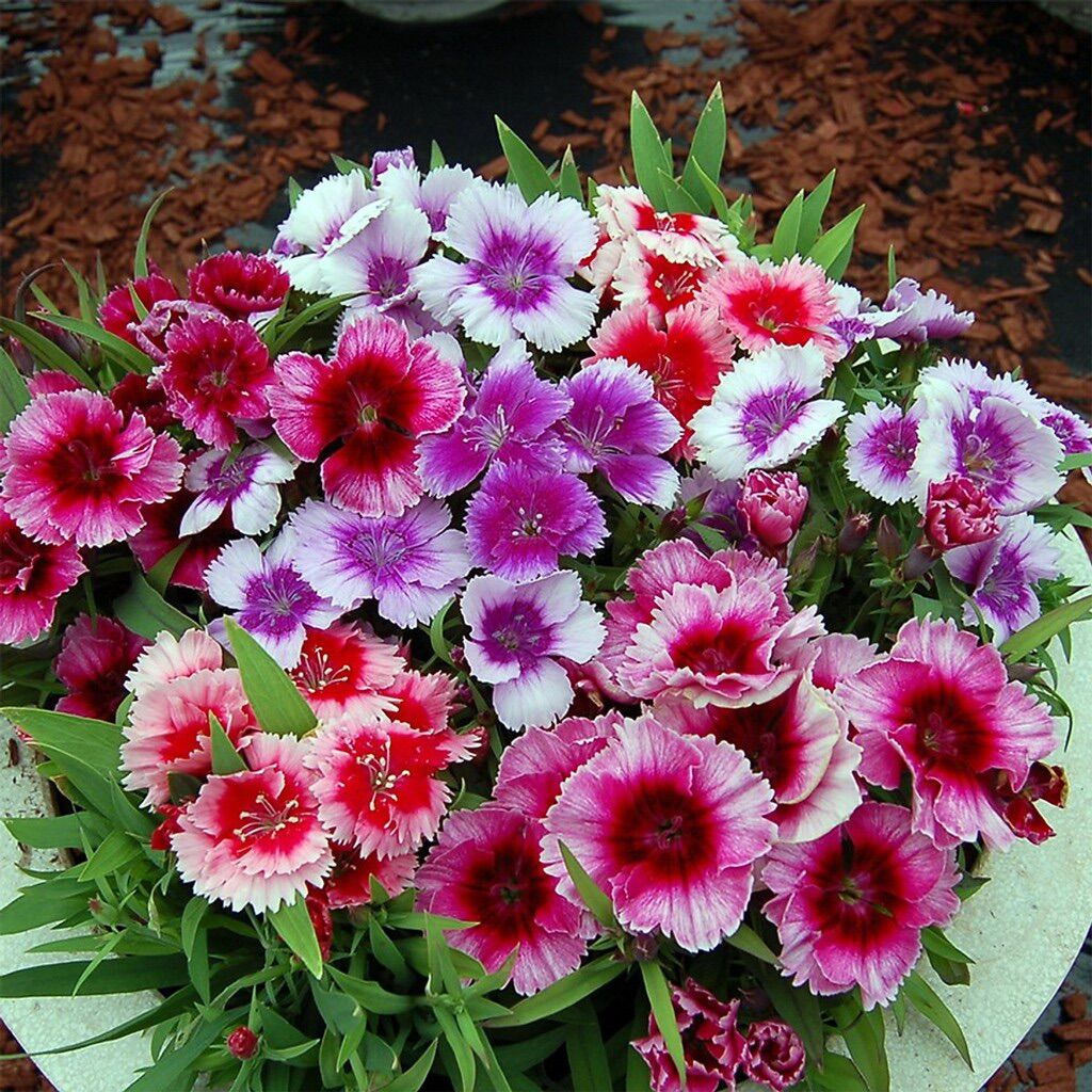 Hạt giống hoa cẩm chướng