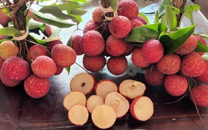 Cây giống Vải hạt lép, ko hạt