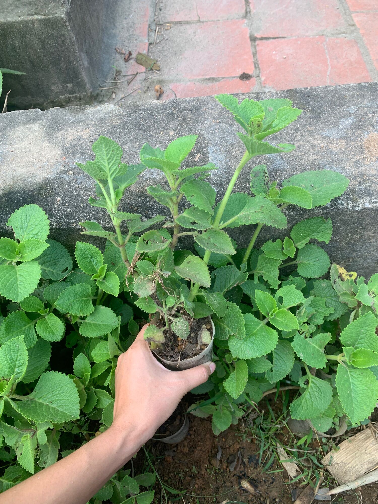Cây giống húng chanh