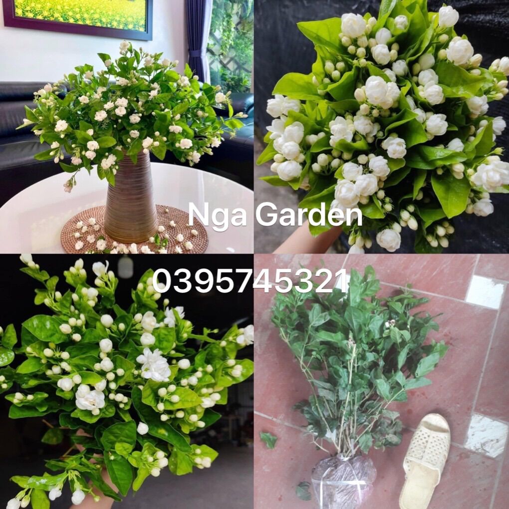Cây hoa nhài ta cao 40-50 cm Ngagarden