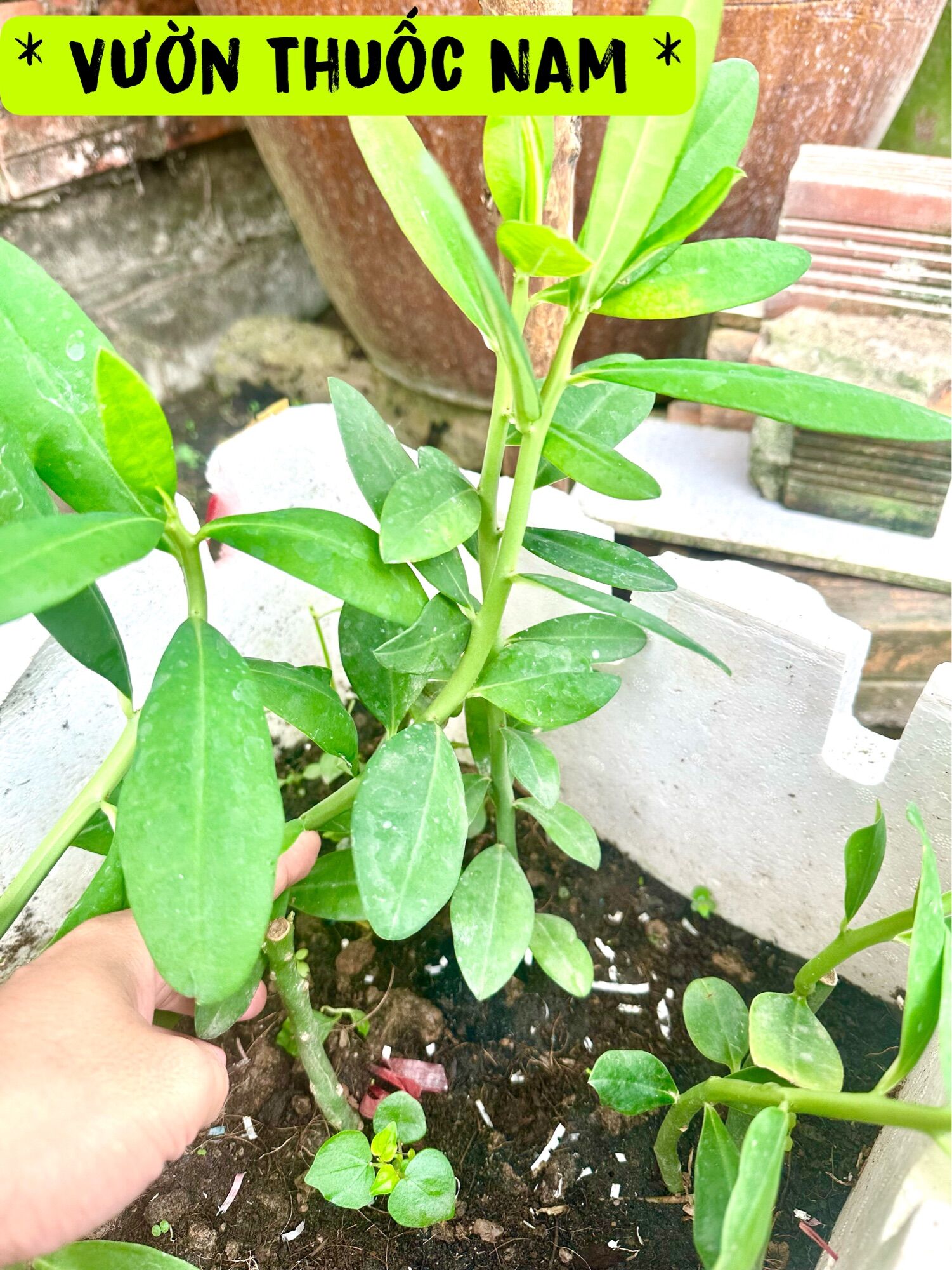 Combo 2 bầu giống cây thạch anh cây công đức làm dược liệu quý
