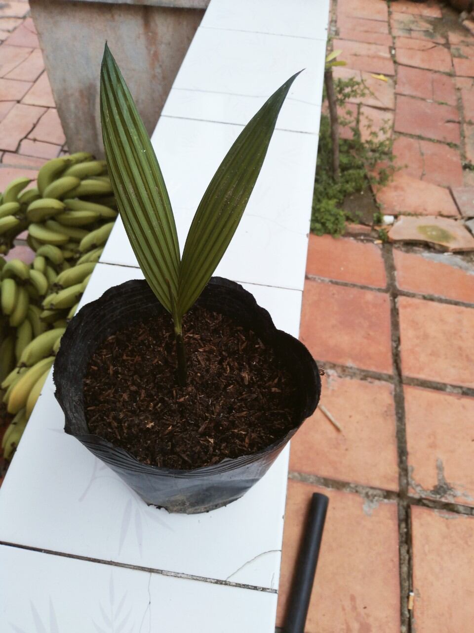 Cây cau kiểng lùn
