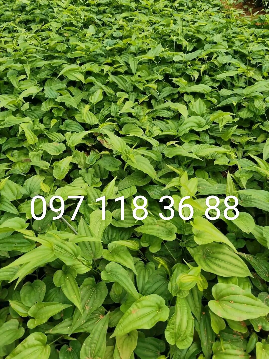 Cây bách bộ giống ,câg củ 30 giống
