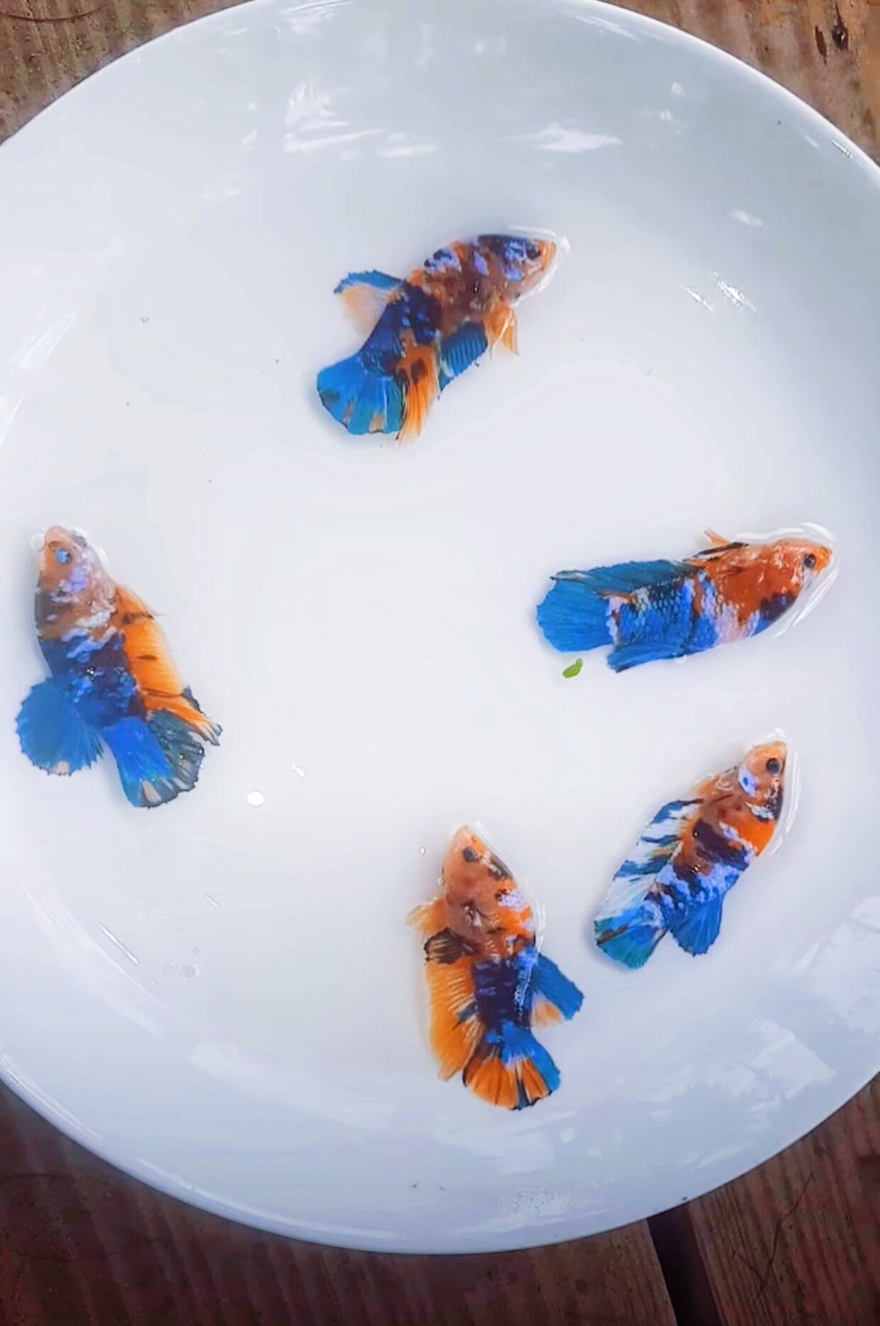 10g thức ăn cá tặng kèm 1 MÁI YELLOW KOI GLX
