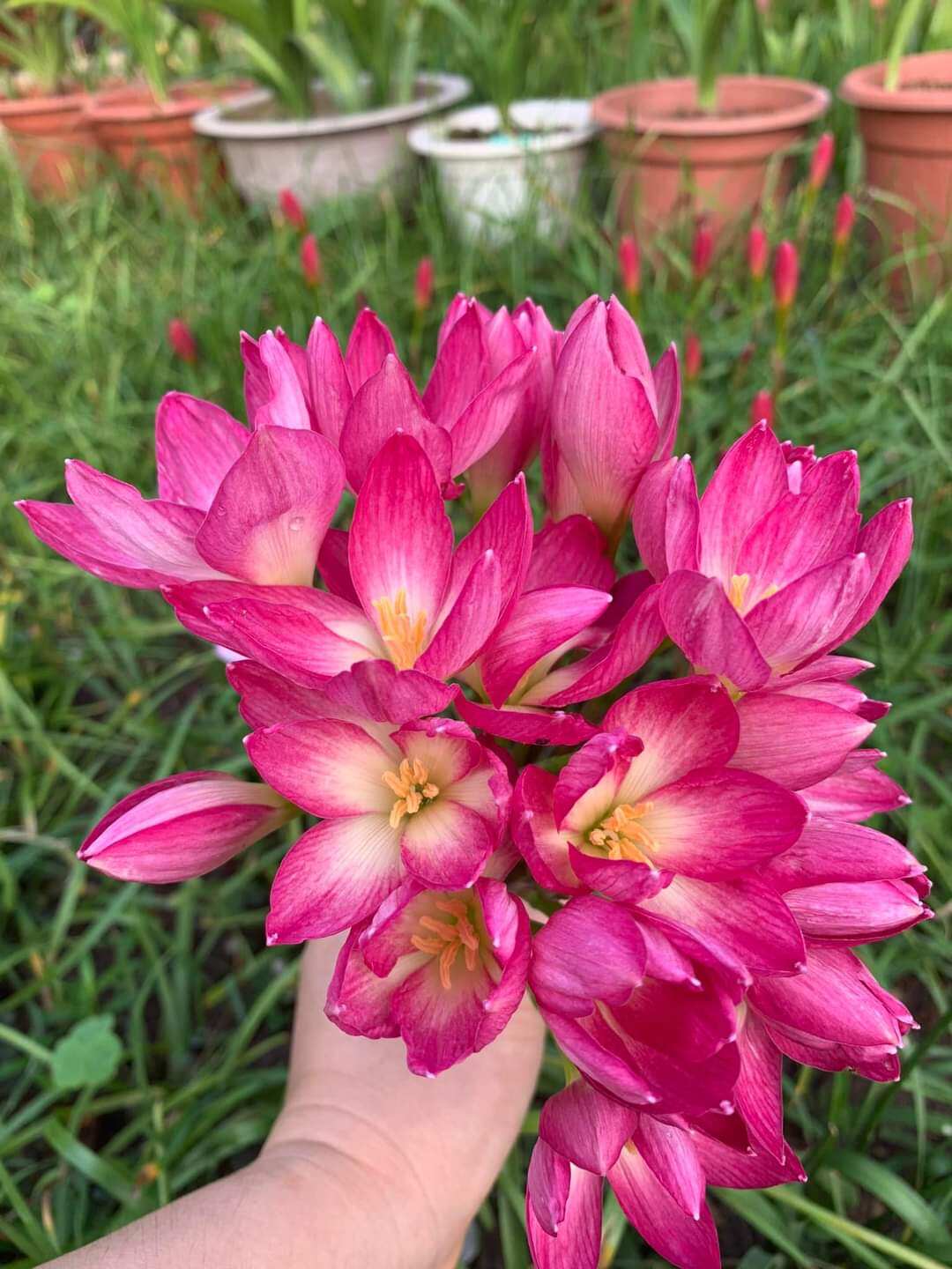 Củ huệ mưa ngoại Eternal Flame (A02) củ mẹ to