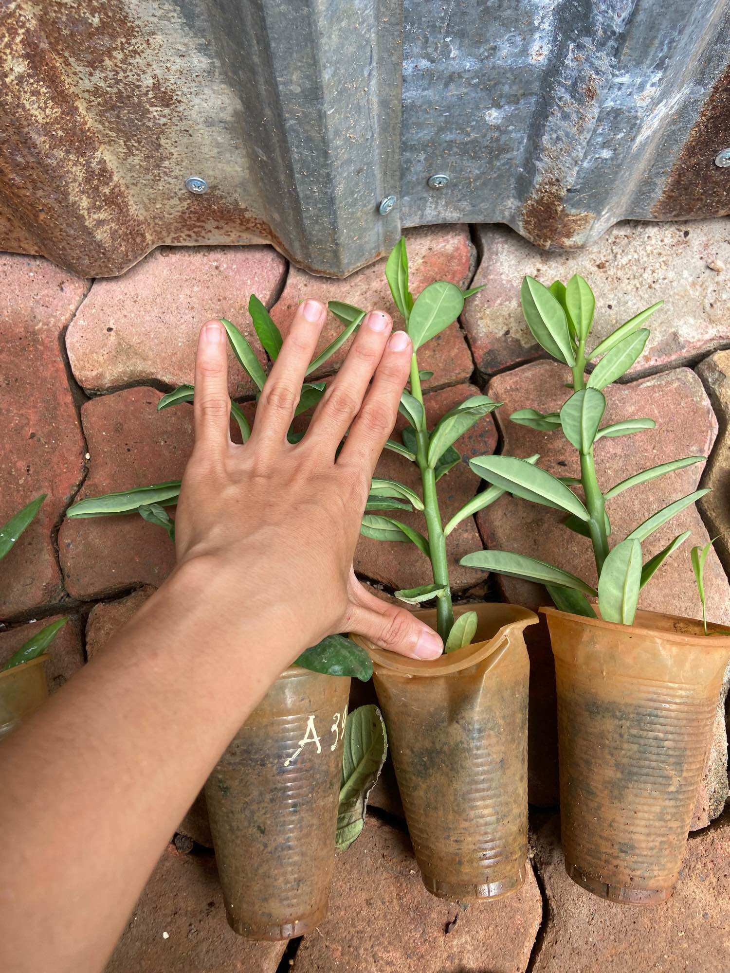 Cây thạch anh (cây công đức)