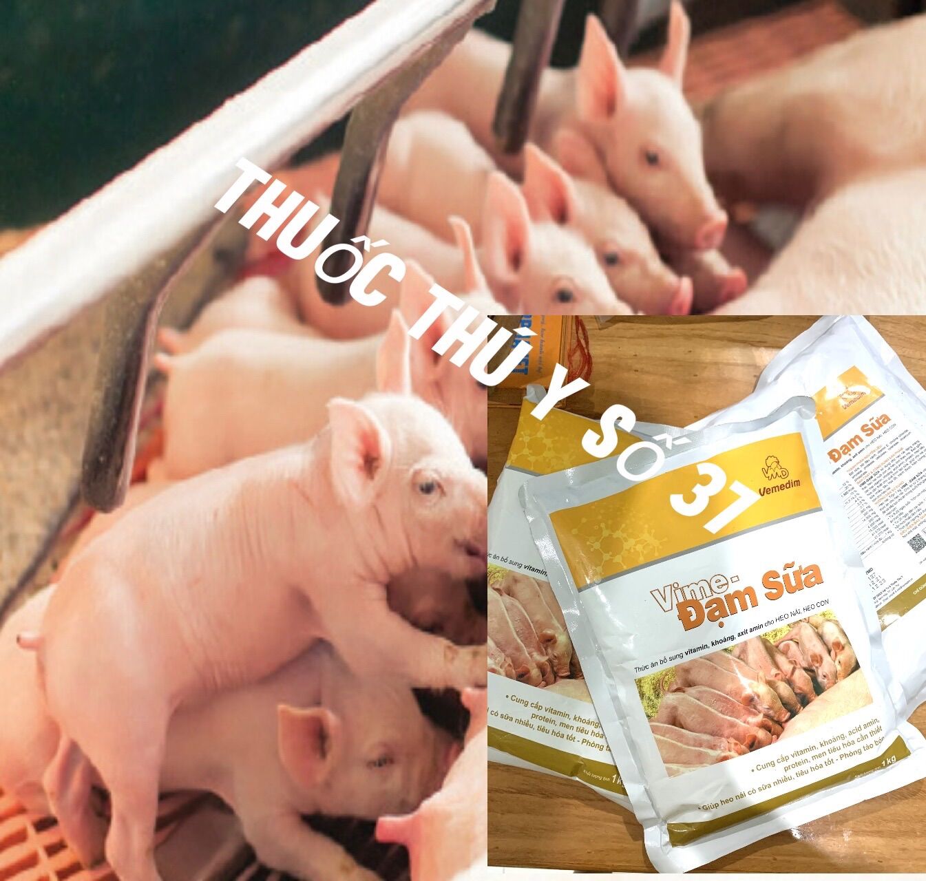 1 kg Đạm sữa tăng tiết sữa cho heo nái nuôi con.