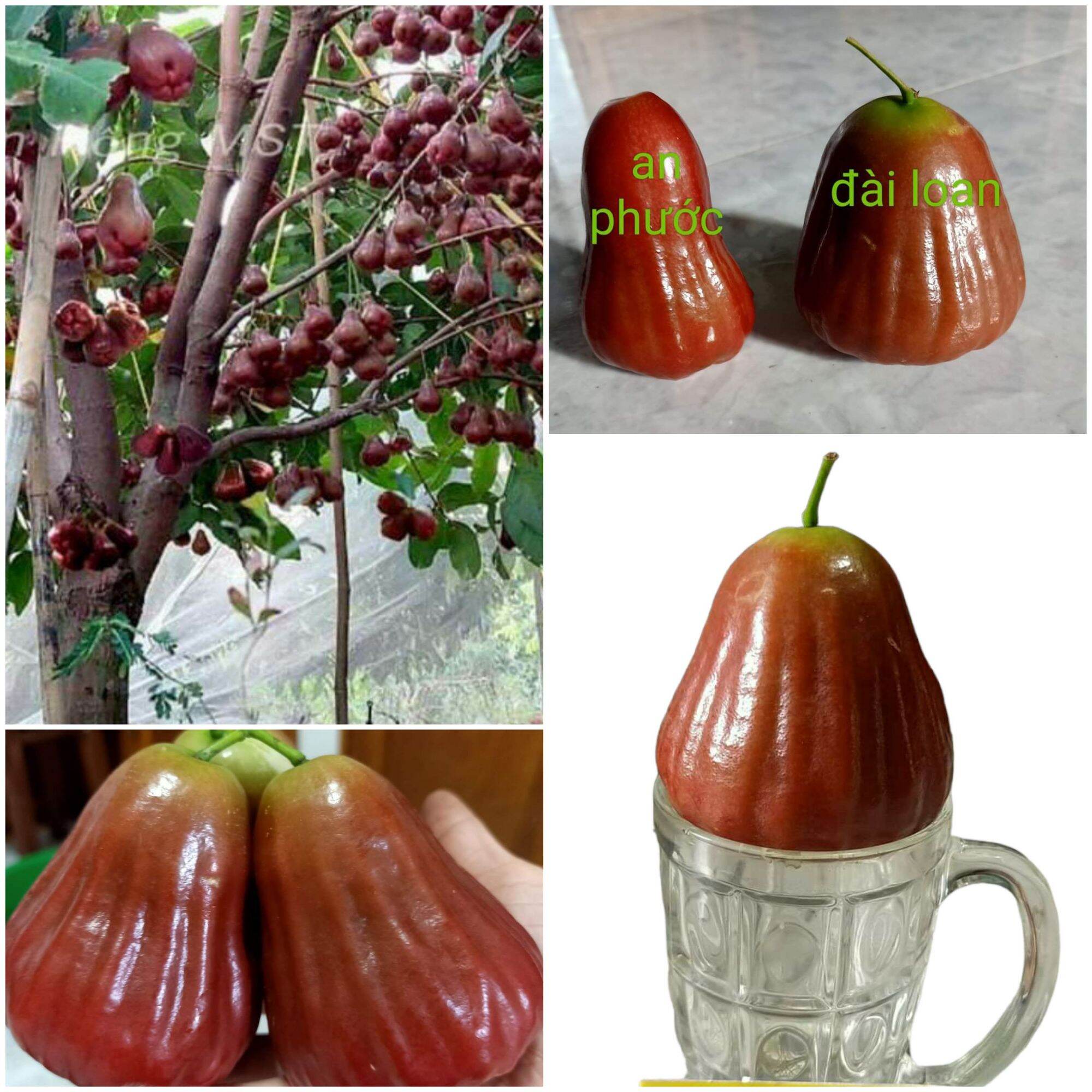 Cây giống Mận Hồng Sóc Trăng MST . Cây ăn quả trồng chậu, nhanh cho trái, trái rất to, giòn ngọt , kinh tế cao,chuẩn xuất khẩu. Cây giống cao từ 50-70cm