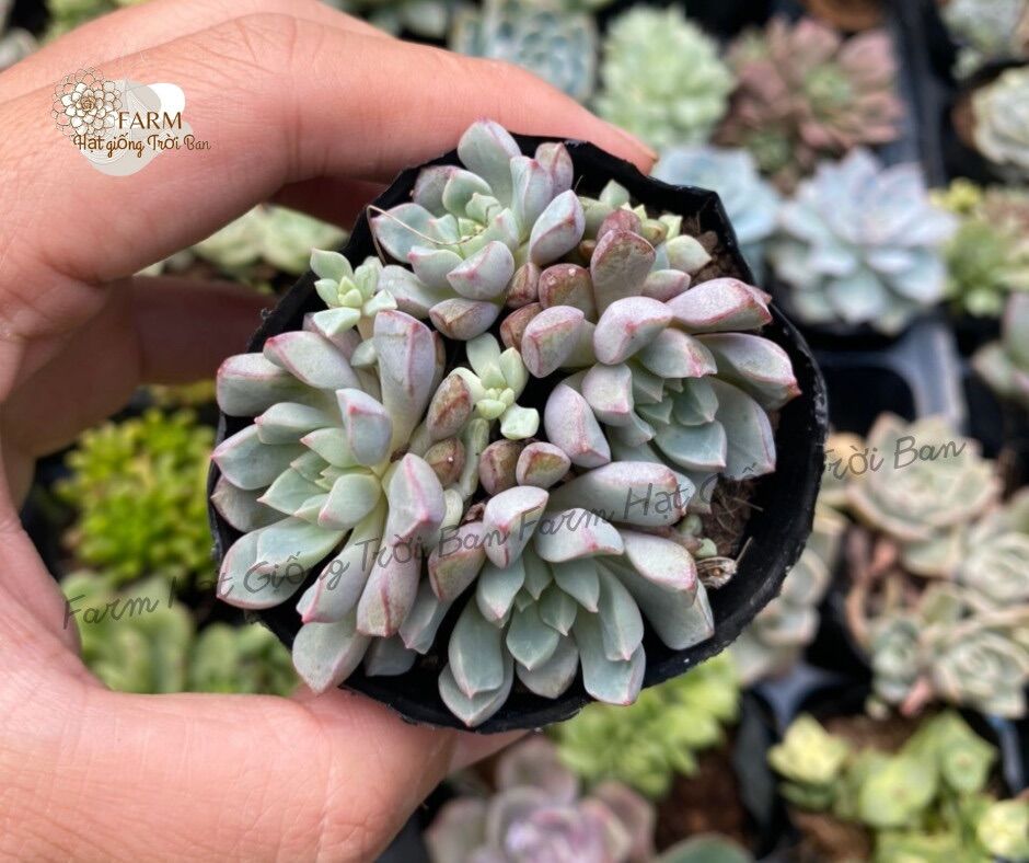 25 dòng Sen đá Giống mới
