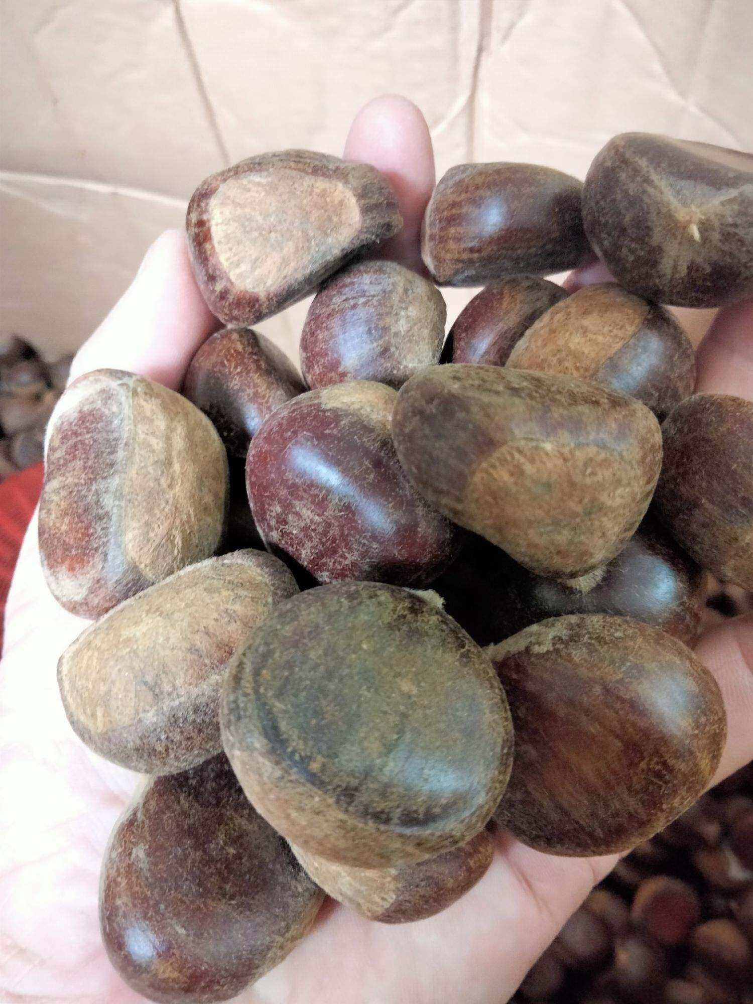 Hạt dẻ Sapa ngọt bùi (Loại 1 siêu to)