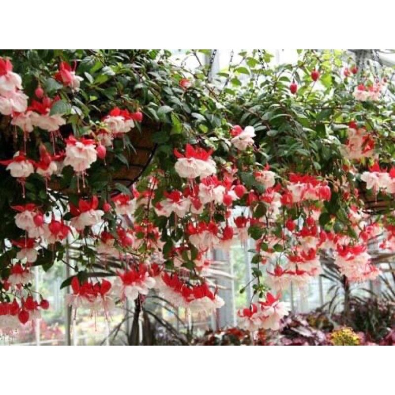 Cây giống hoa lồng đèn búp bê