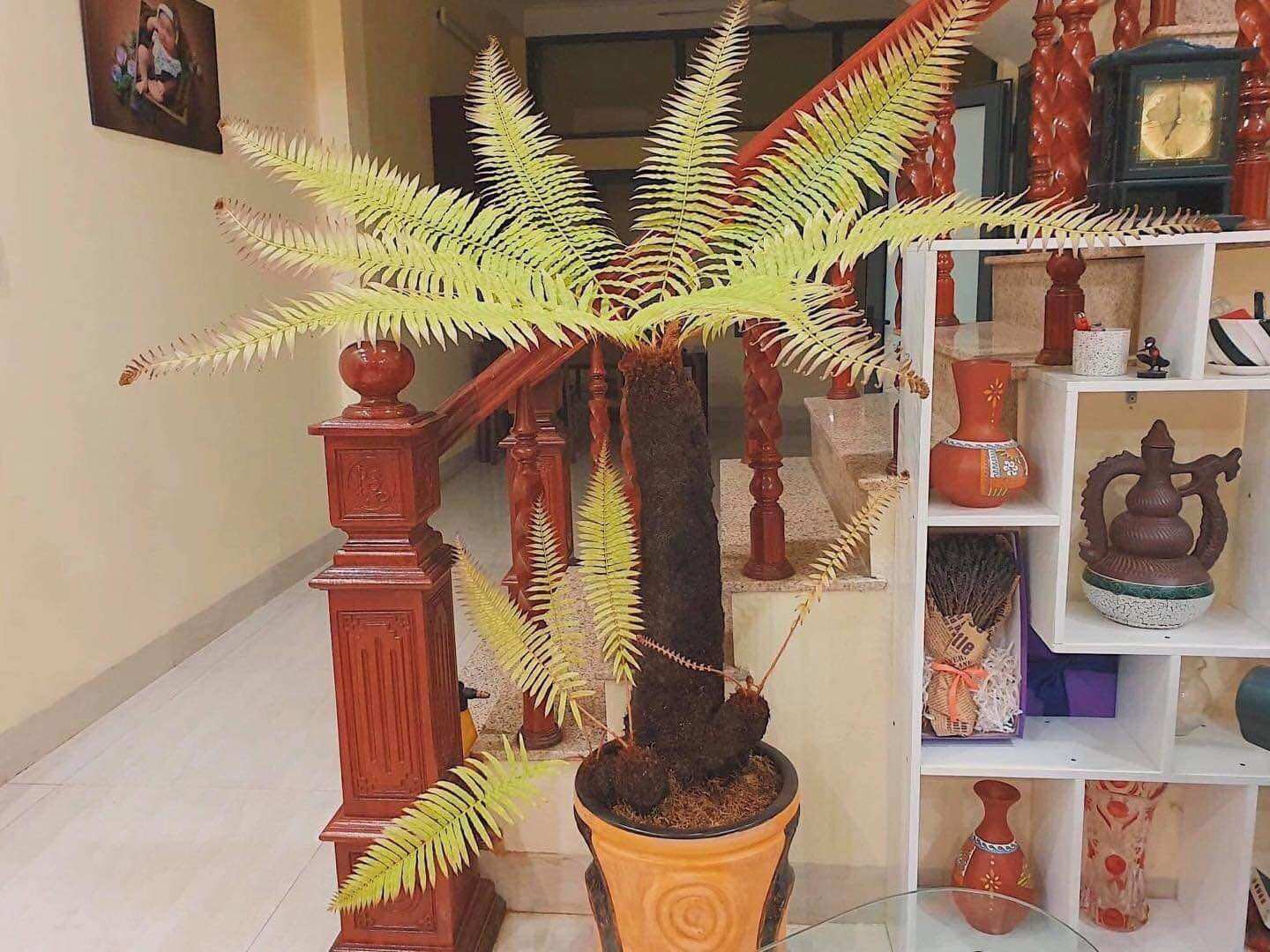 Dương xỉ cổ đại size 20cm nhiều đầu