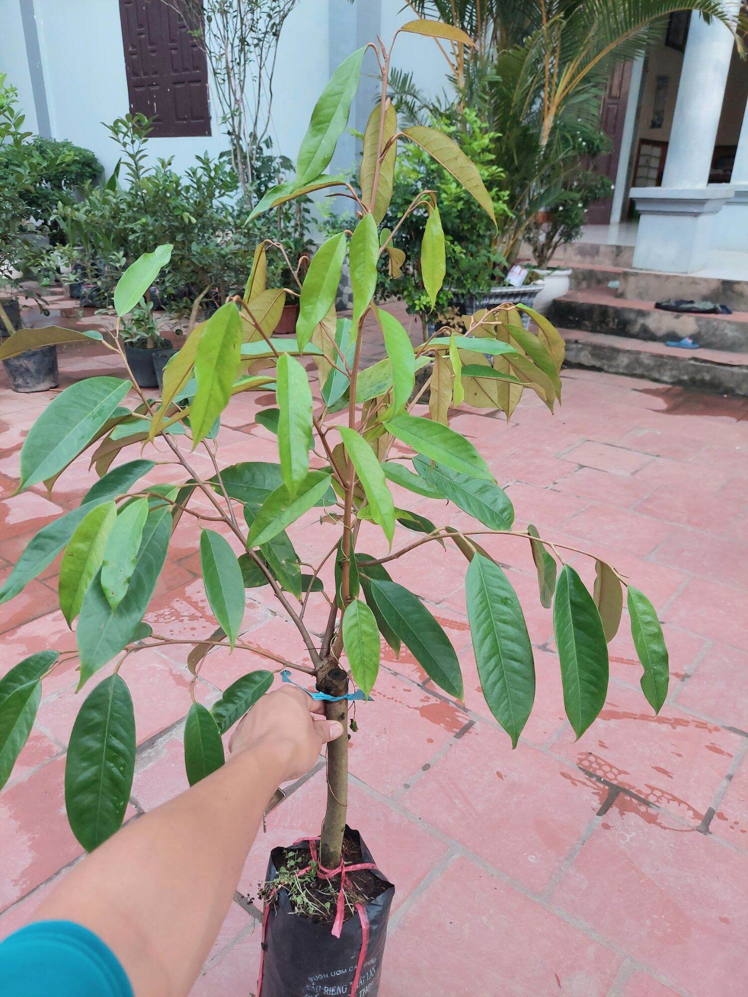 Cây giống sầu riêng thái loại lớn cao 1 mét