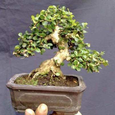 Cây Sam núi trái bonsai mini