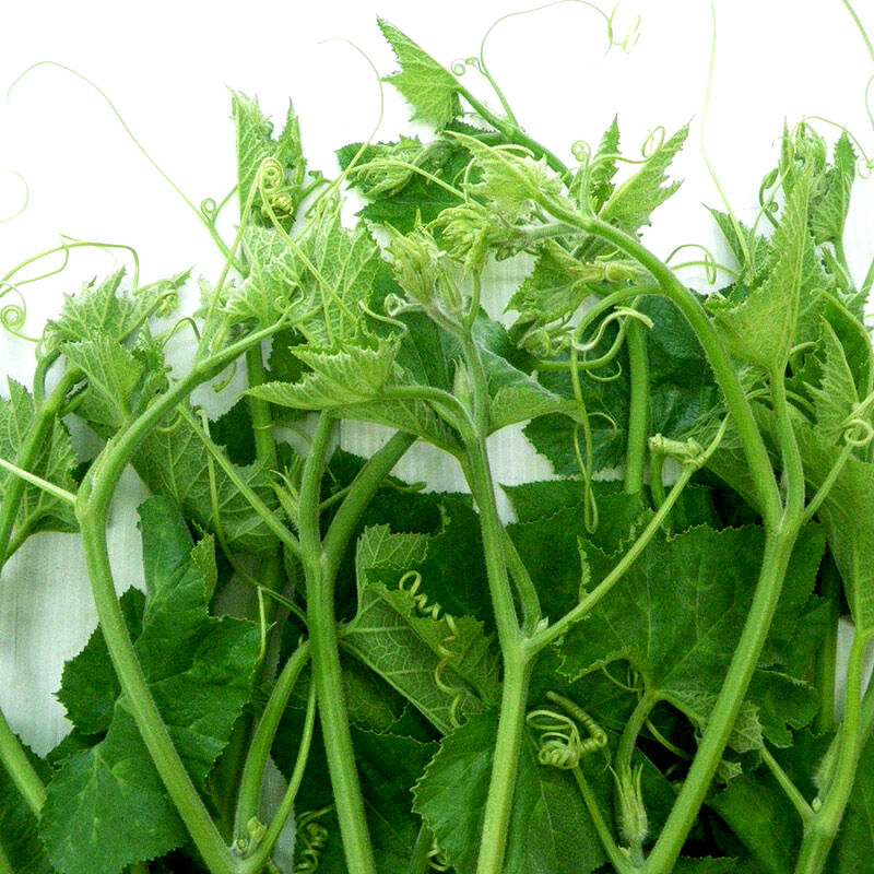 Hạt giống bí đỏ siêu ngọn ( chỉ lấy ngọn) gói 20gr