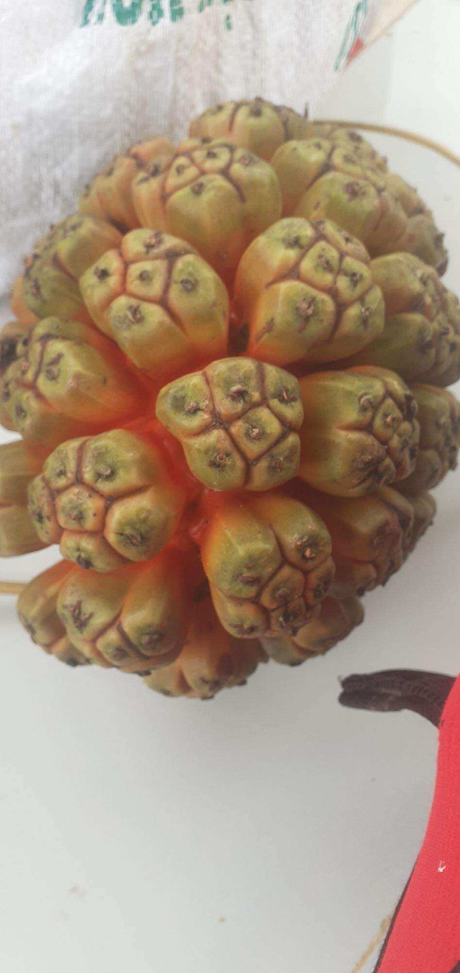 Quả dứa dại tươi