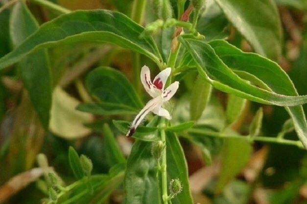 Hạt giống Xuyên tâm liên- gói 50h