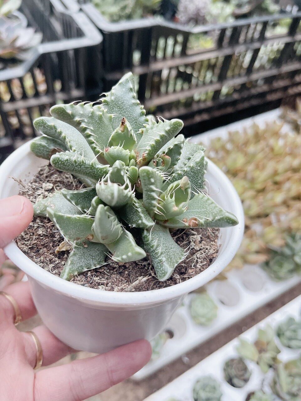 Sen đá hàm cá mập cute size trung