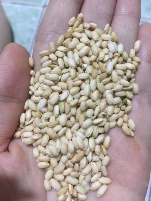 [hcm] 1kg gạo nếp lứt
