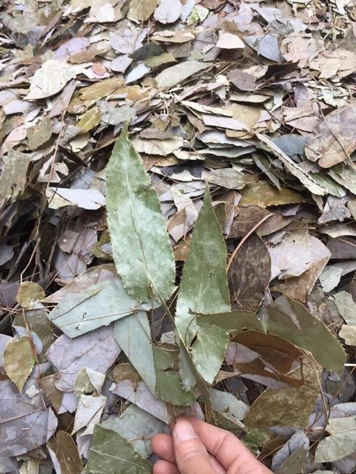 LÁ DÂM DƯƠNG HOẮC 1KG